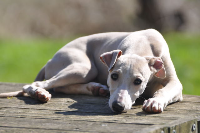 chiot whippet