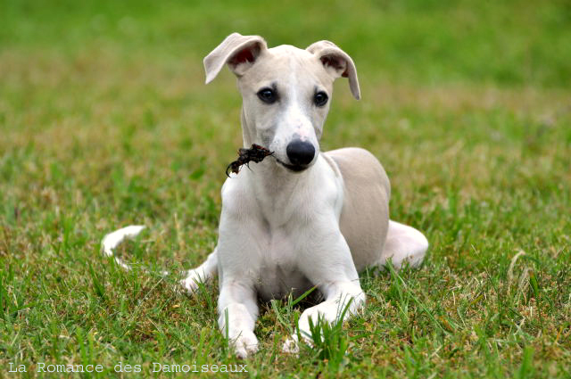 bébé whippet