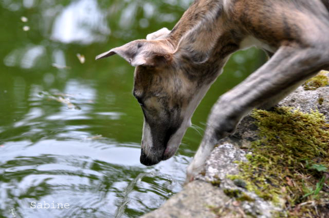 un whippet qui boit